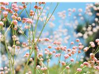 寂多蔓生一周星座运程（6.5-6.11）