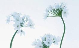 佩妮:十二星座一周运势（5.14—5.20）