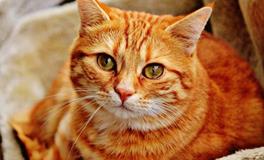 梦见猫狗