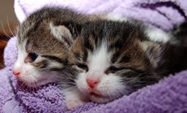 梦见一群猫