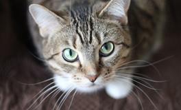 梦见猫抓自己