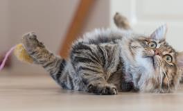 梦见蛇和猫