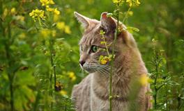梦到猫说话