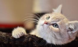 梦见猫屎