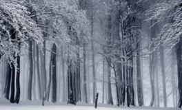 梦见六月下雪
