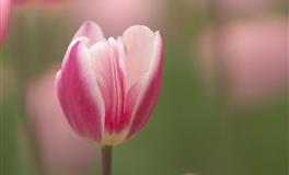 唐绮阳/唐立淇今日运势2022年4月26日
