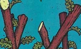 爱莎公主金牛座一周塔罗运势（12.1-12.7）