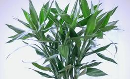 富贵竹应该买几支？如何旺文昌、催桃花、旺财运